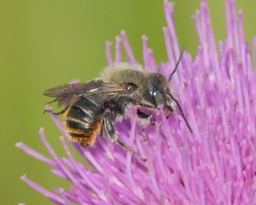 Réf. 359 040 : Osmia aurulenta